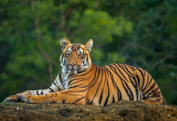 bangla tiger