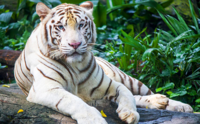 bengal snow tiger