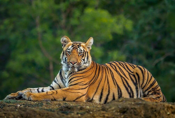 bengal royal tiger