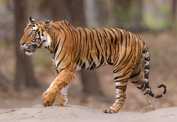 bengal indian tiger