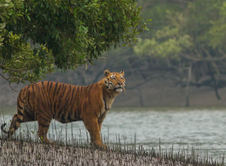 bengal tiger sundarban