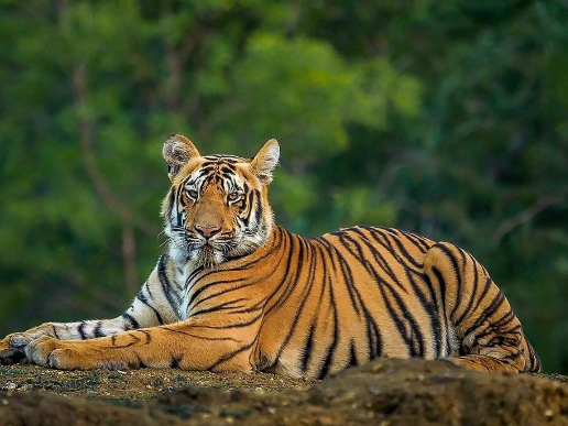 bengal tiger about