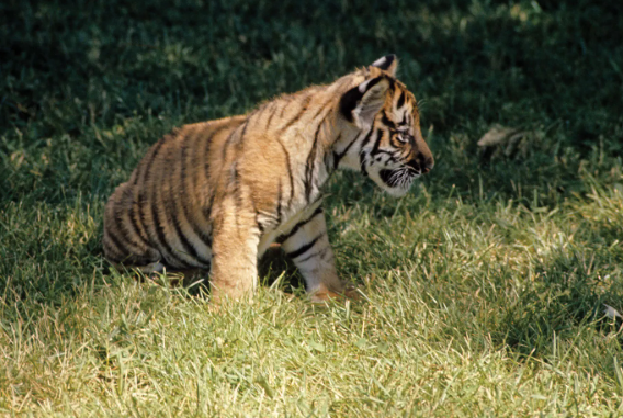 bengal tiger size