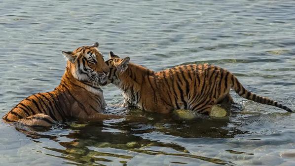 bengal tiger royal