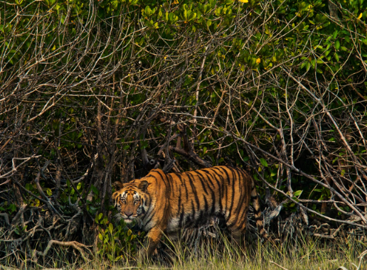 bengal tiger national geographic