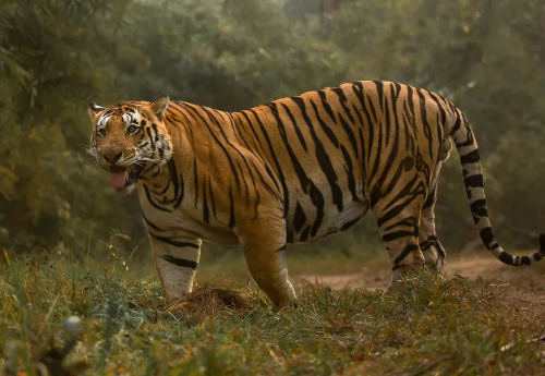 bengal and tiger