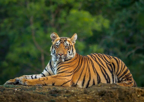 bengal tiger indian