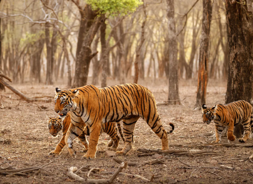 bengal tiger area