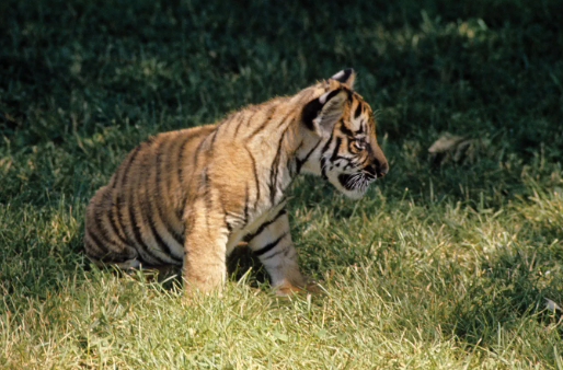 animal bengal tiger