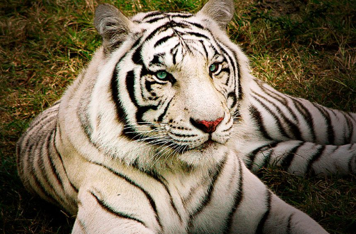 albino bengal tiger