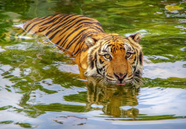 bengal tiger rainforest