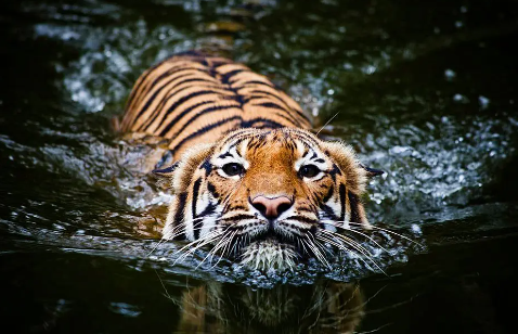 bengal tigers and water