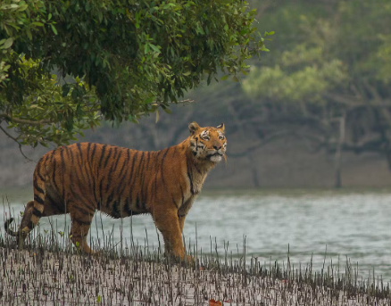 bengal tiger in sundarban
