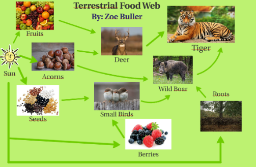 bengal tiger food web