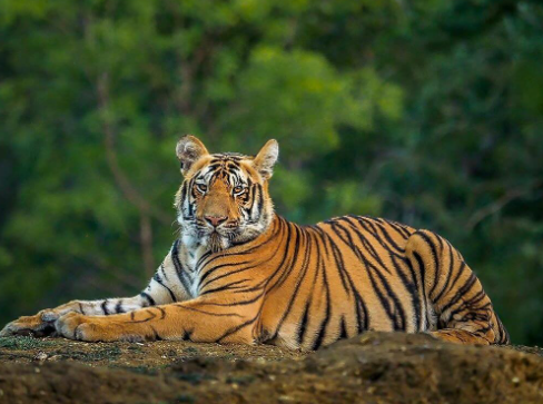bengal tiger details