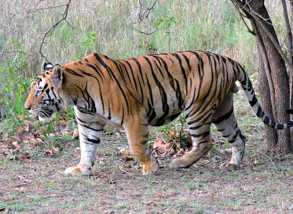 about bengal tiger in english