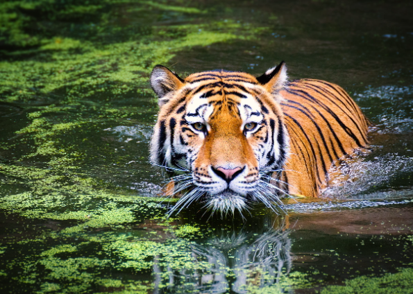 bengal tiger in water