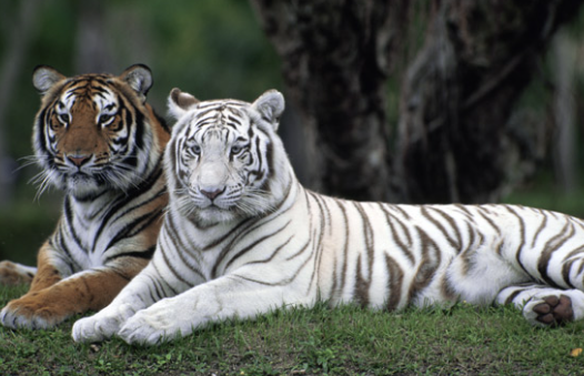 bengal tiger and white tiger