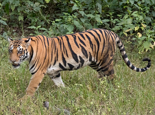 animal bengal