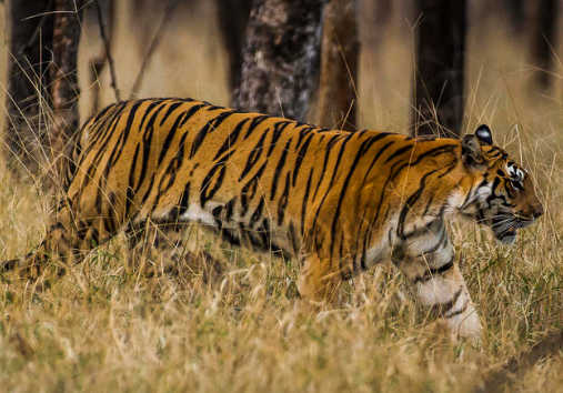 wwf bengal tiger