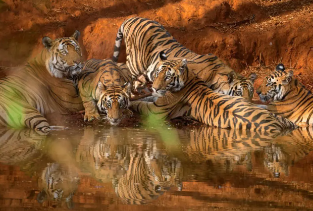 bengal tiger project