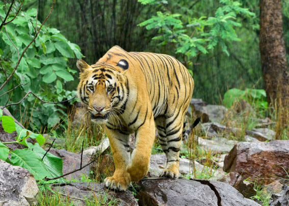 bengal tiger wild