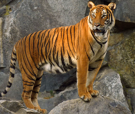 bengal tiger zoo