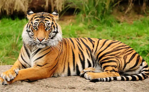 bengal tiger in