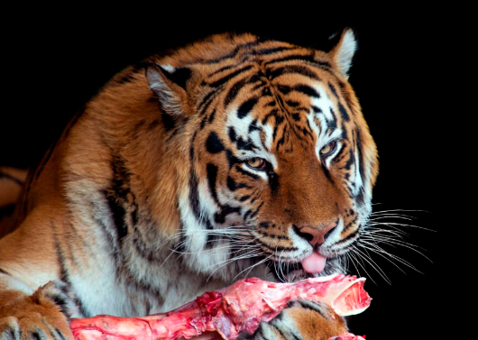 bengal tiger food