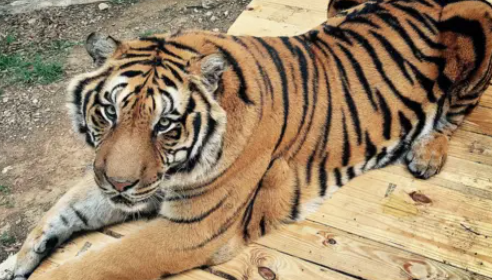 bengal tiger cost