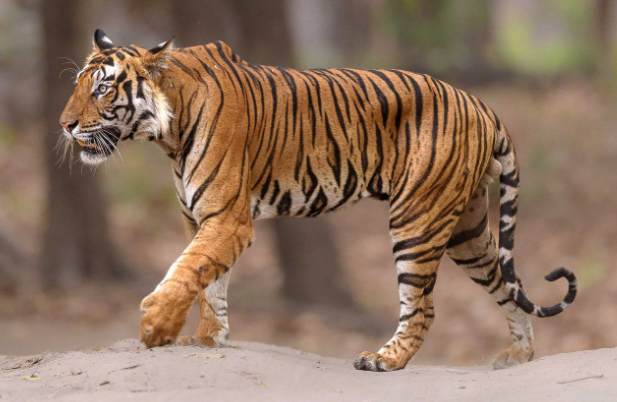 about bengal tiger