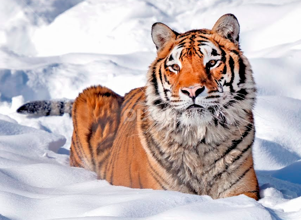 bengal tiger in the snow