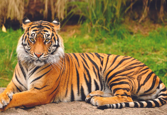 bengal tiger and tiger