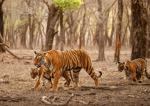 all about bengal tigers