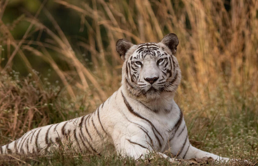 white bengal tiger