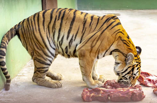 bengal tiger price