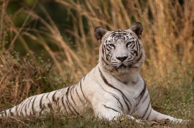 bengal tiger white tiger