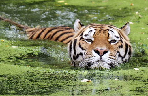bengal tiger websites