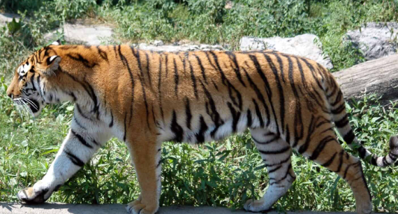 bengal tiger for sale