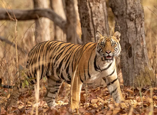 bengal tiger extinct