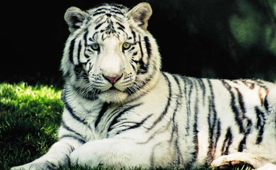 bengal tiger black and white