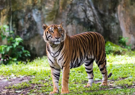 bengal tiger bengal tiger
