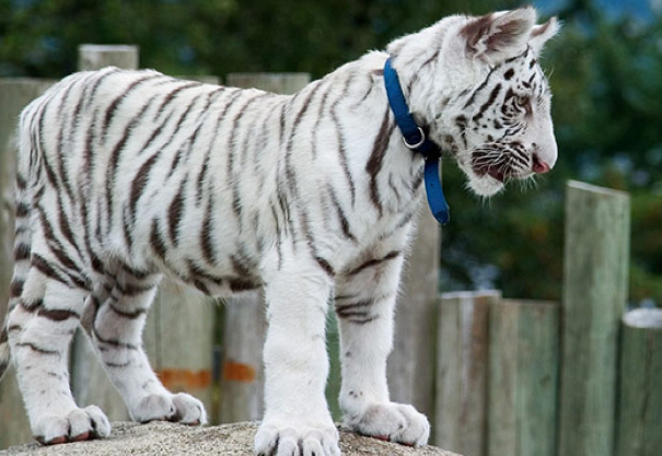 albino bengal