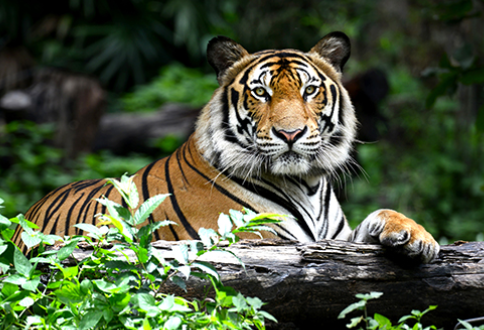 belgian tiger