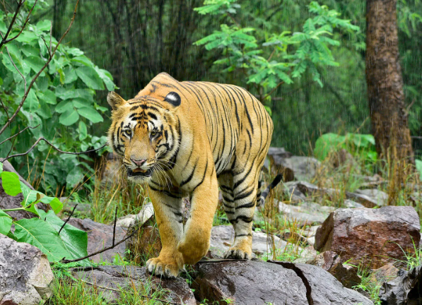 adult bengal tiger