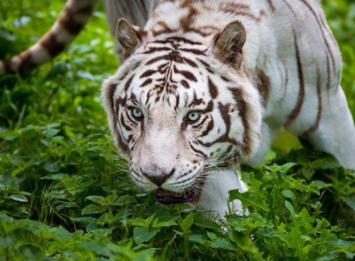 beautiful white bengal tiger
