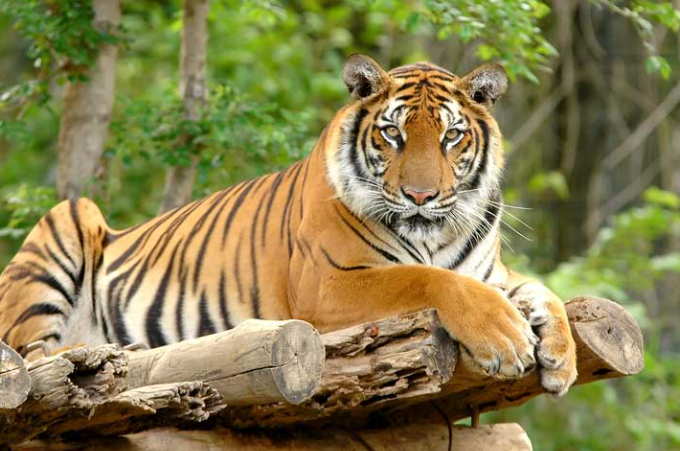 about royal bengal tiger