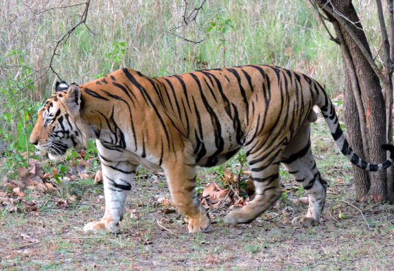 bengal tiger endangered