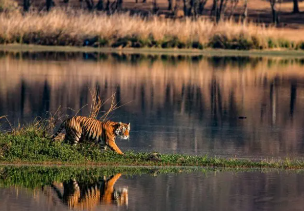 bengal tiger habitat