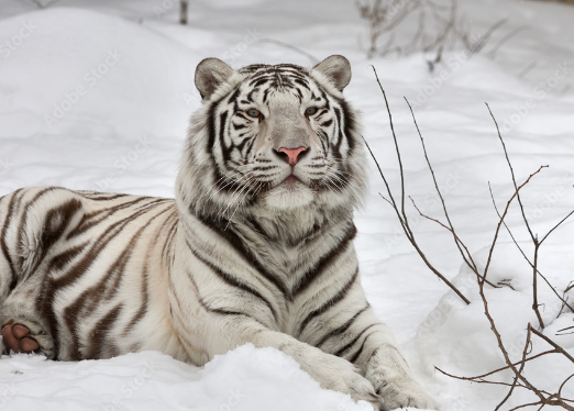 bengals snow tiger